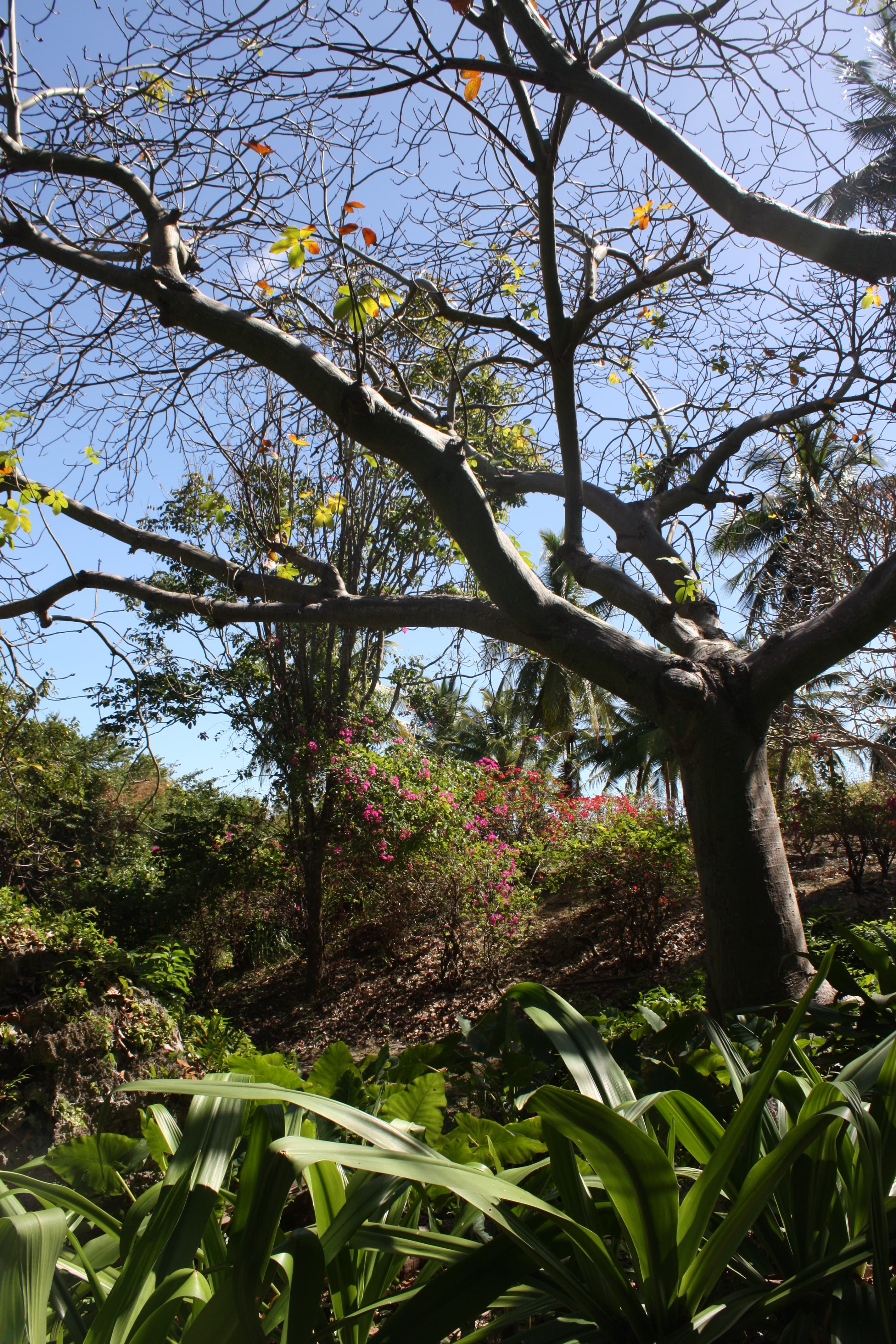 Andromeda Botanic Gardens, Barbados