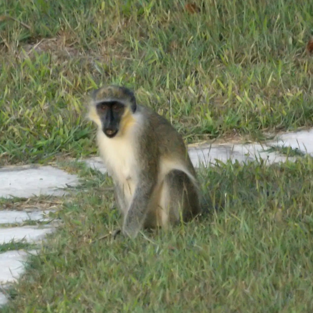 A green monkey in Barbados