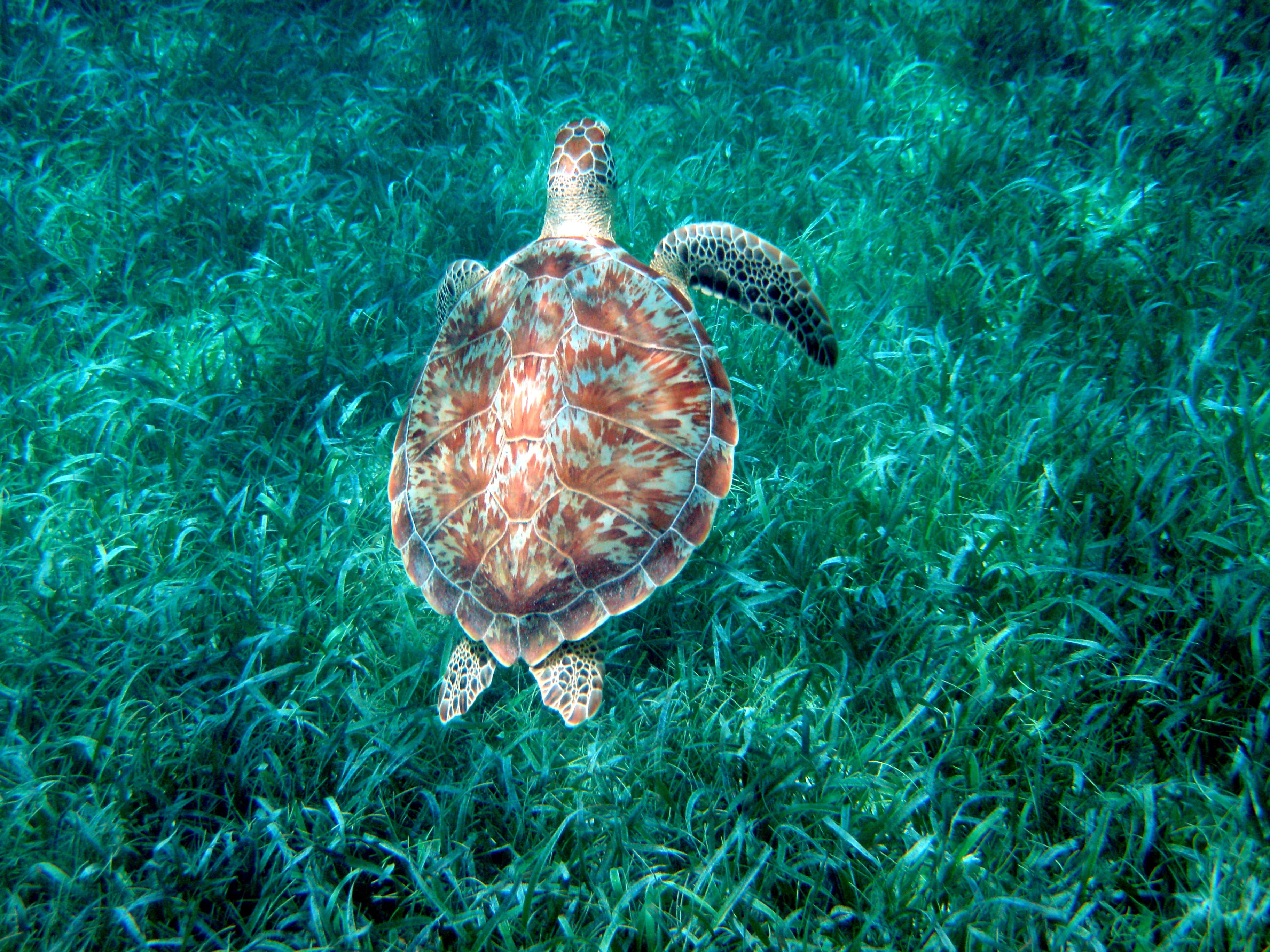 A green sea turtle in Hol Chan Marine Reserve, Belize