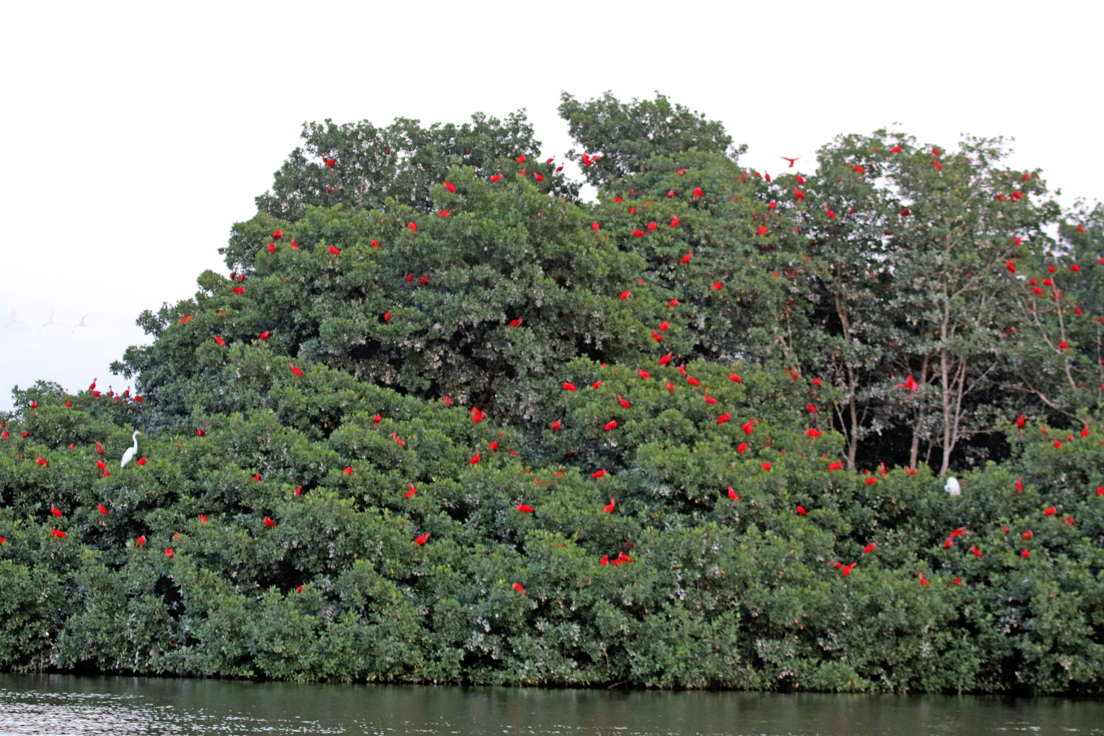 Scarlet ibis roosting at Caroni Swamp, Trinidad